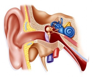 The Ear Balance System. Picture: JACOPIN - SCIENCE PHOTO LIBRARY www.sciencephoto.com 