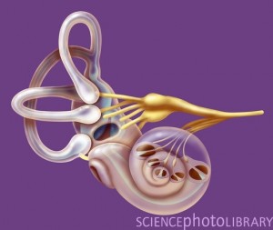 The Labyrinth or the Vestibular Nerve are involved in labyrinthitis. Jacopin/Science Photo Library
